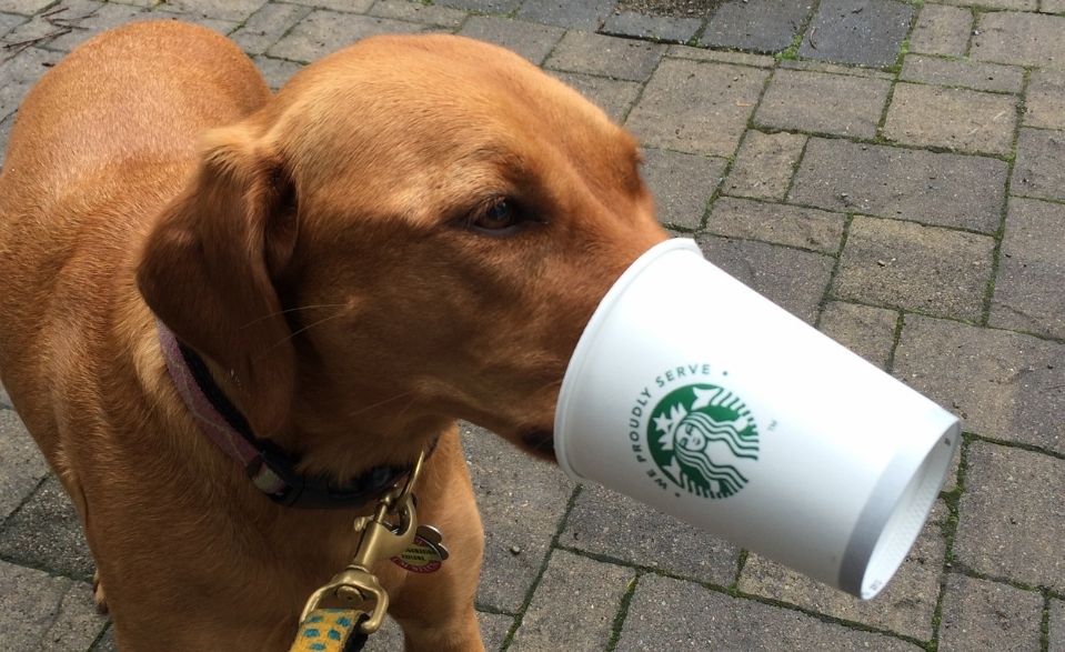 Dog with puppuccino