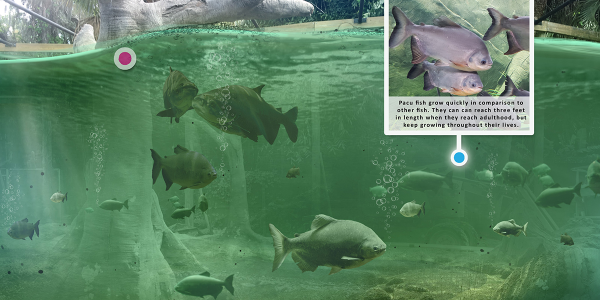 Brevard Zoo
