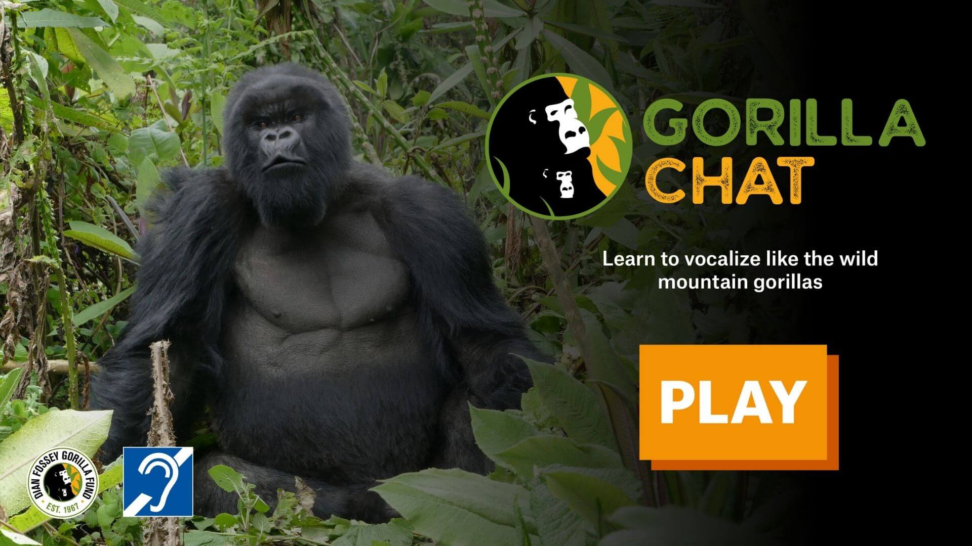 Gorilla Chat (4)